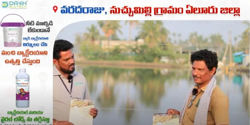 DB Immuno product demonstration video thumbnail