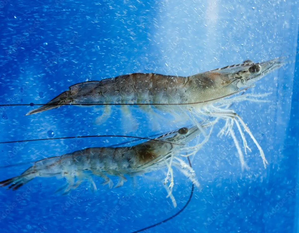 Prime Shrimp related product